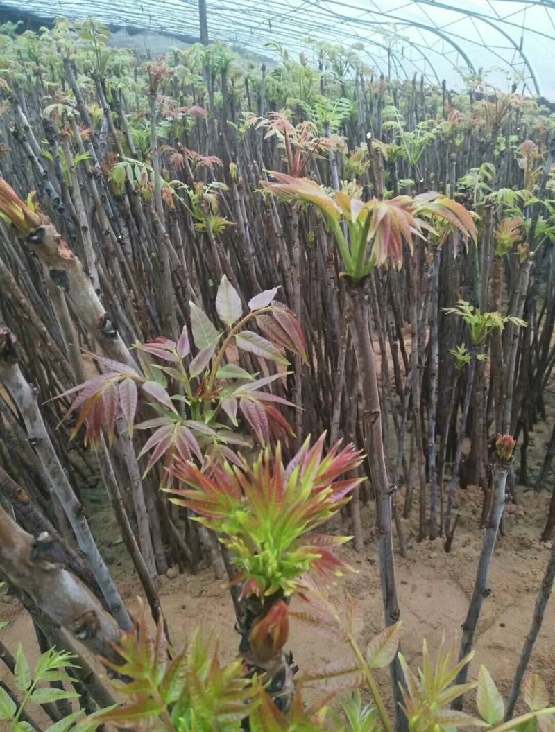 香椿苗红油香椿苗批发大棚露天都可种植30年技术支持