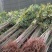 香椿苗红油香椿苗批发大棚露天都可种植30年技术支持