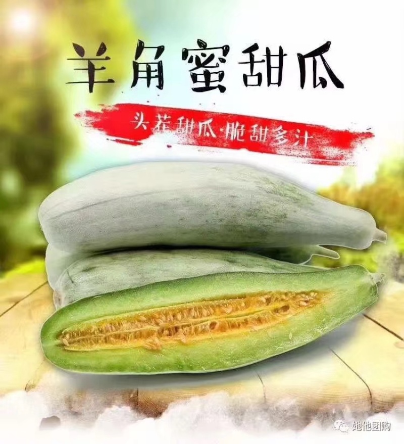 羊角蜜甜瓜山东寿光自产自销大量有货
