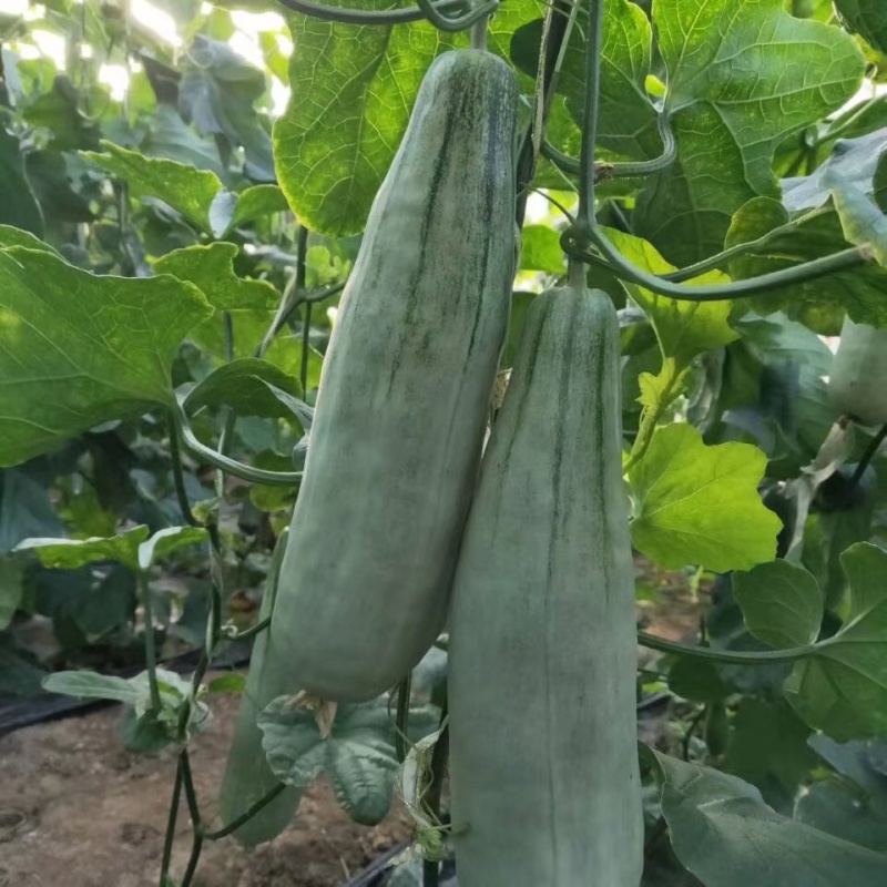 羊角蜜甜瓜山东寿光自产自销大量有货