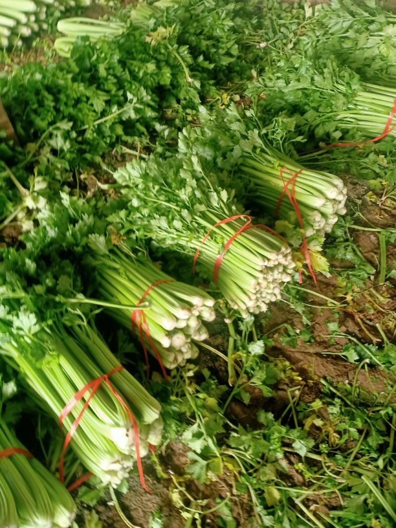 高陵温室大棚芹菜上市中