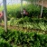 高陵温室大棚芹菜上市中