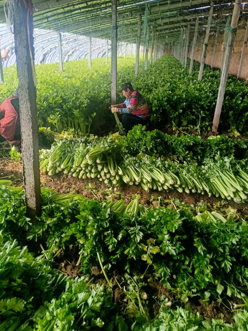 高陵温室大棚芹菜上市中