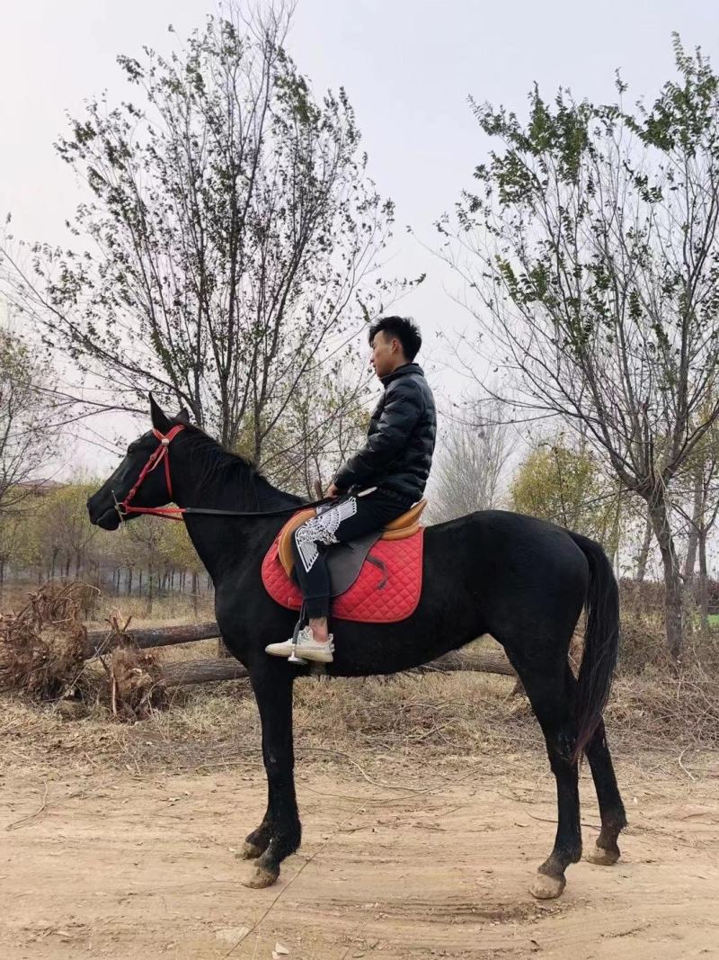 骑乘大马马活体养马场个人骑乘大马跑马圈用马