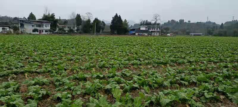 羊角菜，榨菜，泡菜，凌角菜