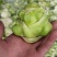 羊角菜，榨菜，泡菜，凌角菜