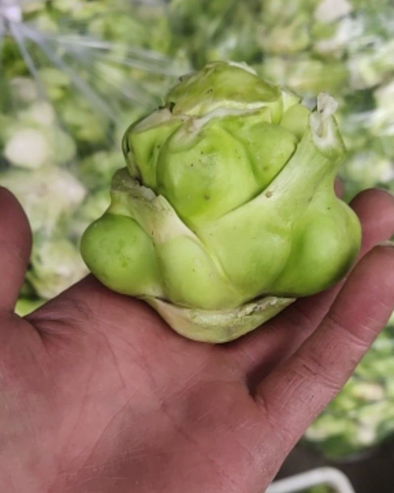 羊角菜，榨菜，泡菜，凌角菜