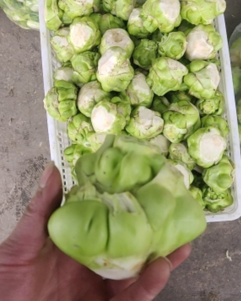 羊角菜，榨菜，泡菜，凌角菜