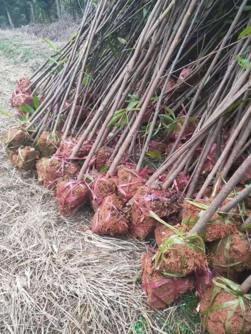 购买，3公分木荷，3公分枫香，数量各5万株。
