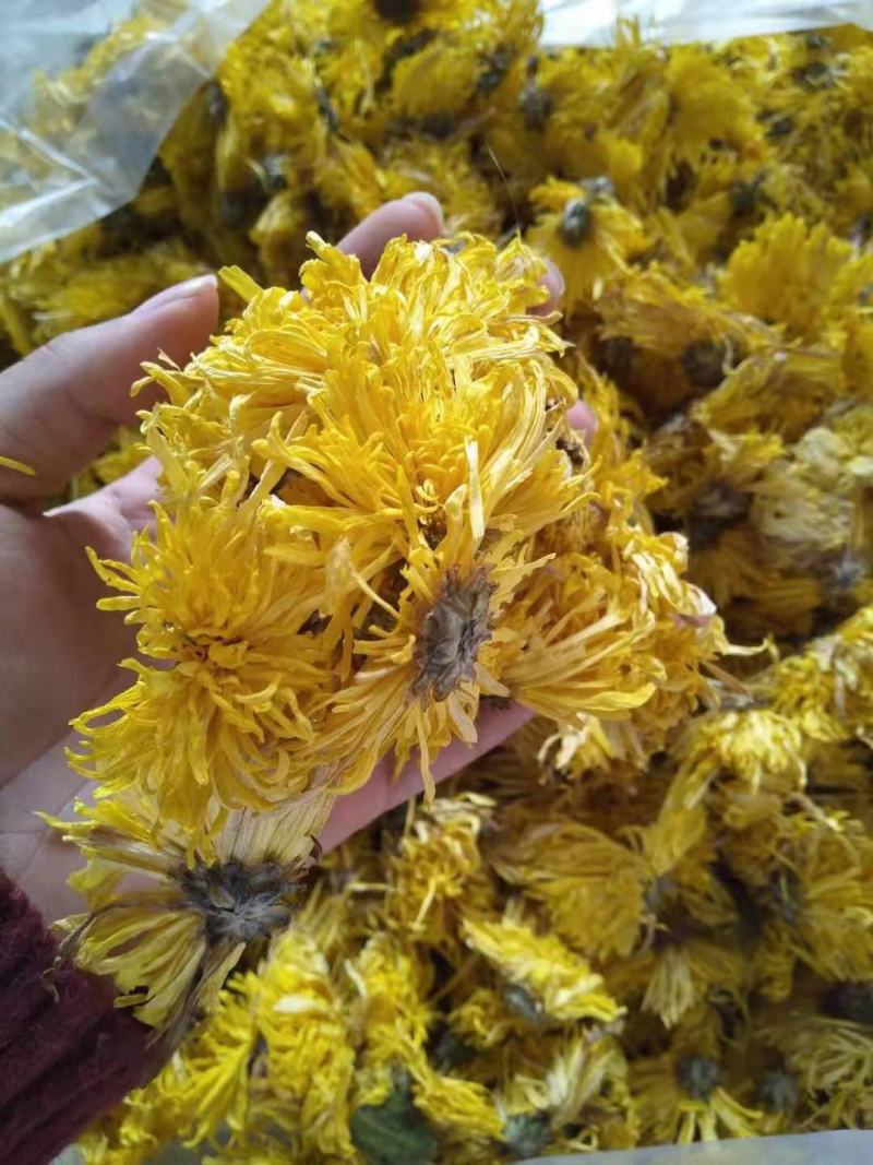 修水金丝皇菊散装花菊花茶