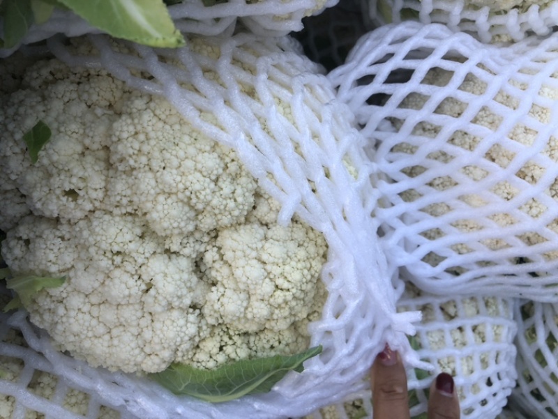小米青梗散花基地、产地一手货源、只做精品