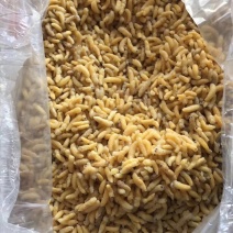 广州伟森特色食材批发熟冻树蜂一二级混合蛹