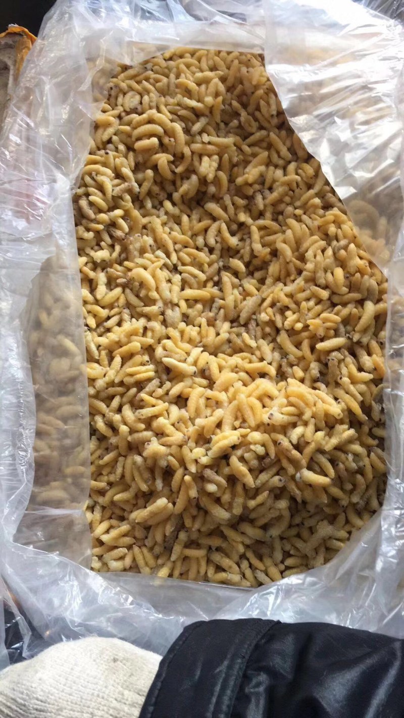 广州伟森特色食材批发熟冻树蜂一二级混合蛹