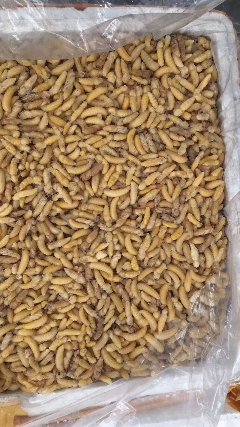 广州伟森特色食材批发熟冻树蜂一二级混合蛹
