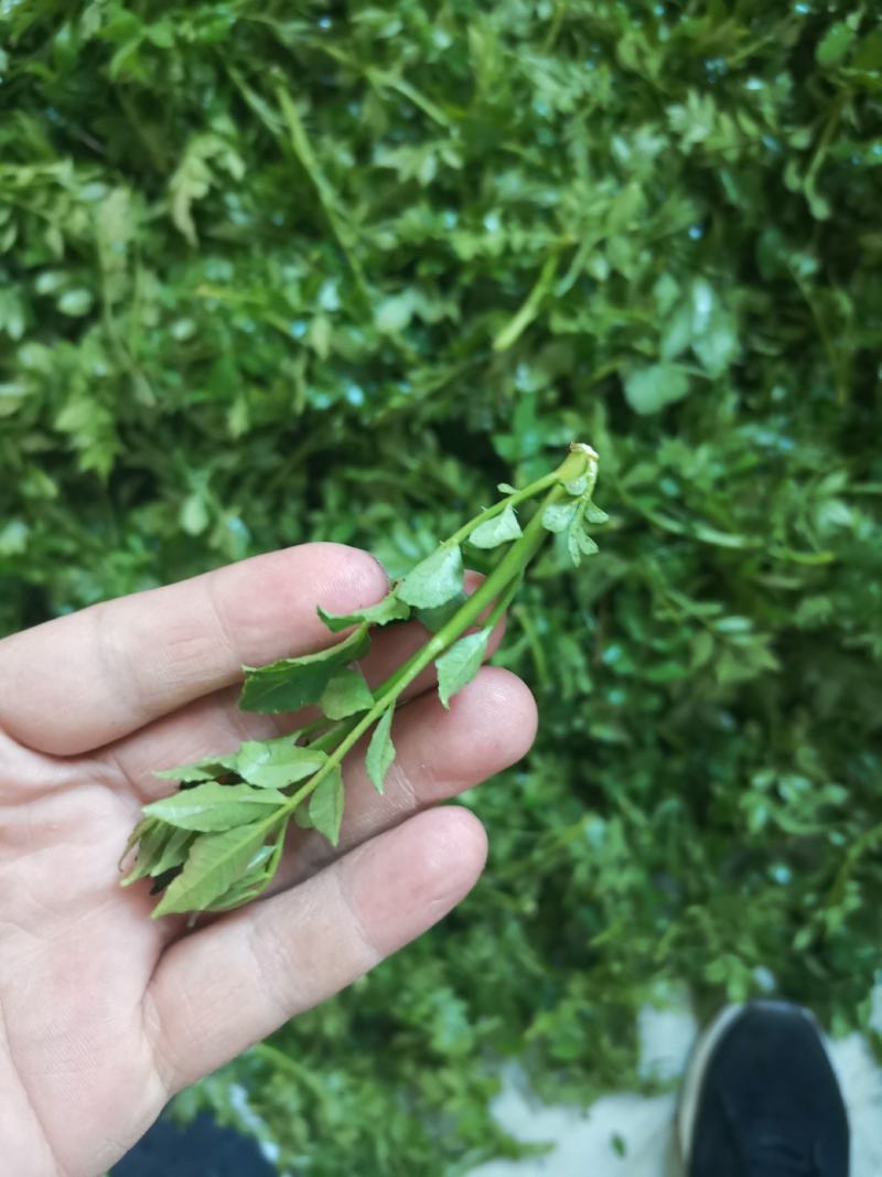 花椒芽新鲜营养丰富含多种维生素质量杠杠滴