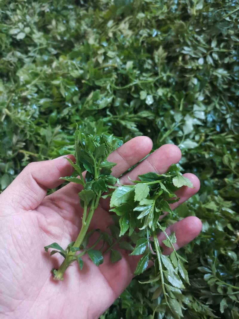 花椒芽新鲜营养丰富含多种维生素质量杠杠滴