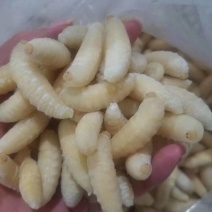 广州伟森特色食材熟冻金环一级蛹别名土蜂大王蛹