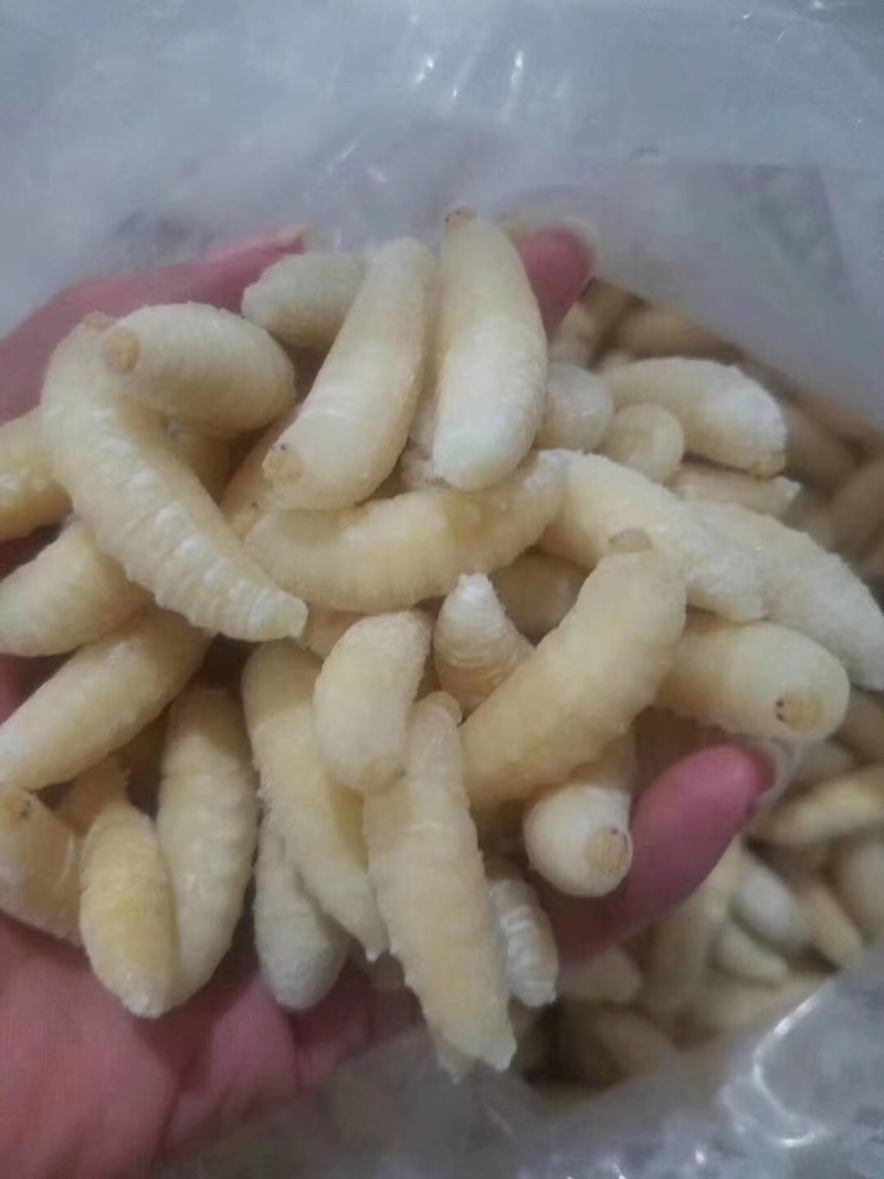 广州伟森特色食材熟冻金环一级蛹别名土蜂大王蛹