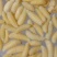 广州伟森特色食材熟冻金环一级蛹别名土蜂大王蛹