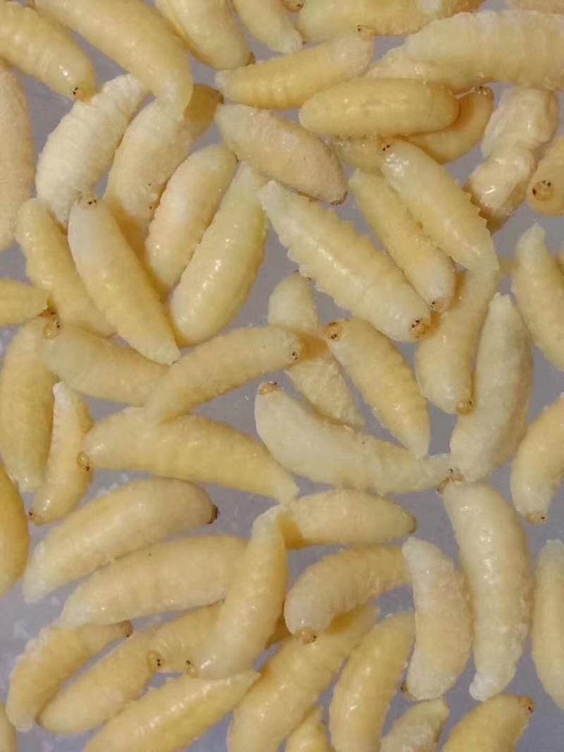 广州伟森特色食材熟冻金环一级蛹别名土蜂大王蛹