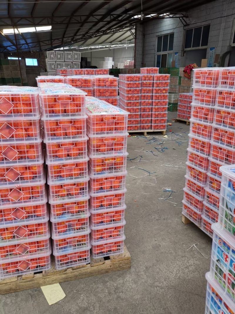 秭归红心橙中华红血橙塔罗科橙产地货源充足保质保量