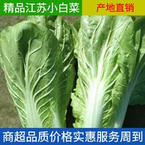 【推荐】江苏小白菜20cm以上质优价廉现挖现卖量大从优
