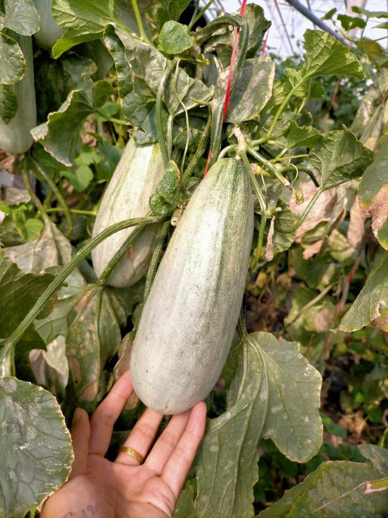 【一件代发】羊角蜜瓜5斤水果甜瓜羊角蜜瓜香脆瓜整箱羊角蜜