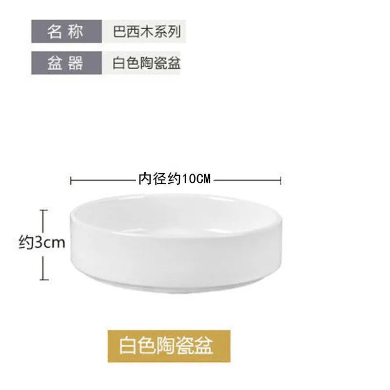 巴西木专用花盆陶瓷盆