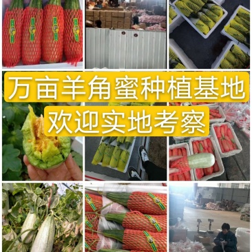 羊角蜜甜瓜寿光羊角蜜蜜瓜百万亩甜瓜，商超对接，档口合作