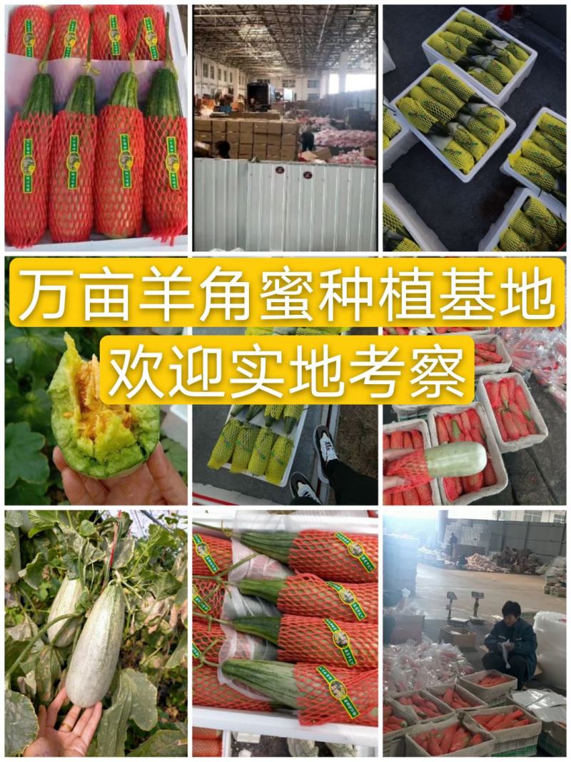羊角蜜甜瓜寿光羊角蜜蜜瓜百万亩甜瓜，商超对接，档口合作