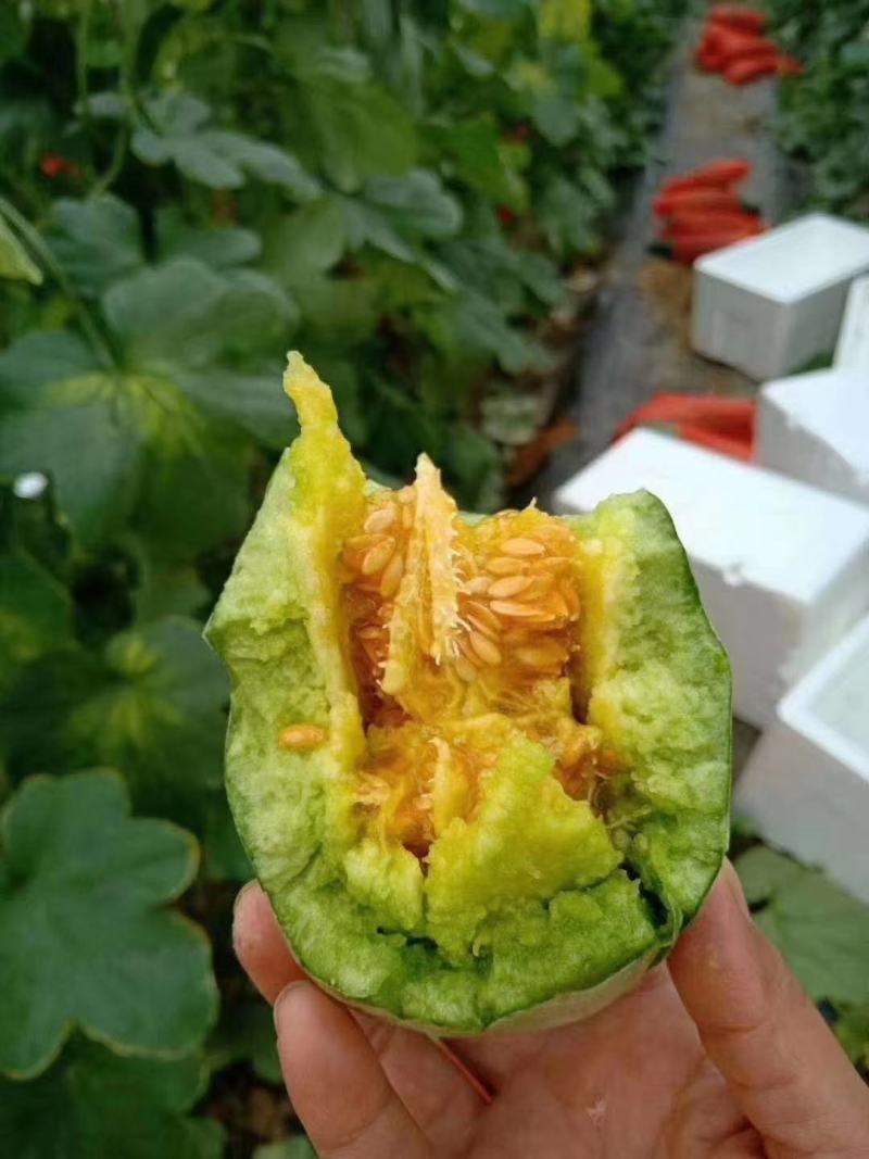 羊角蜜甜瓜寿光羊角蜜蜜瓜百万亩甜瓜，商超对接，档口合作