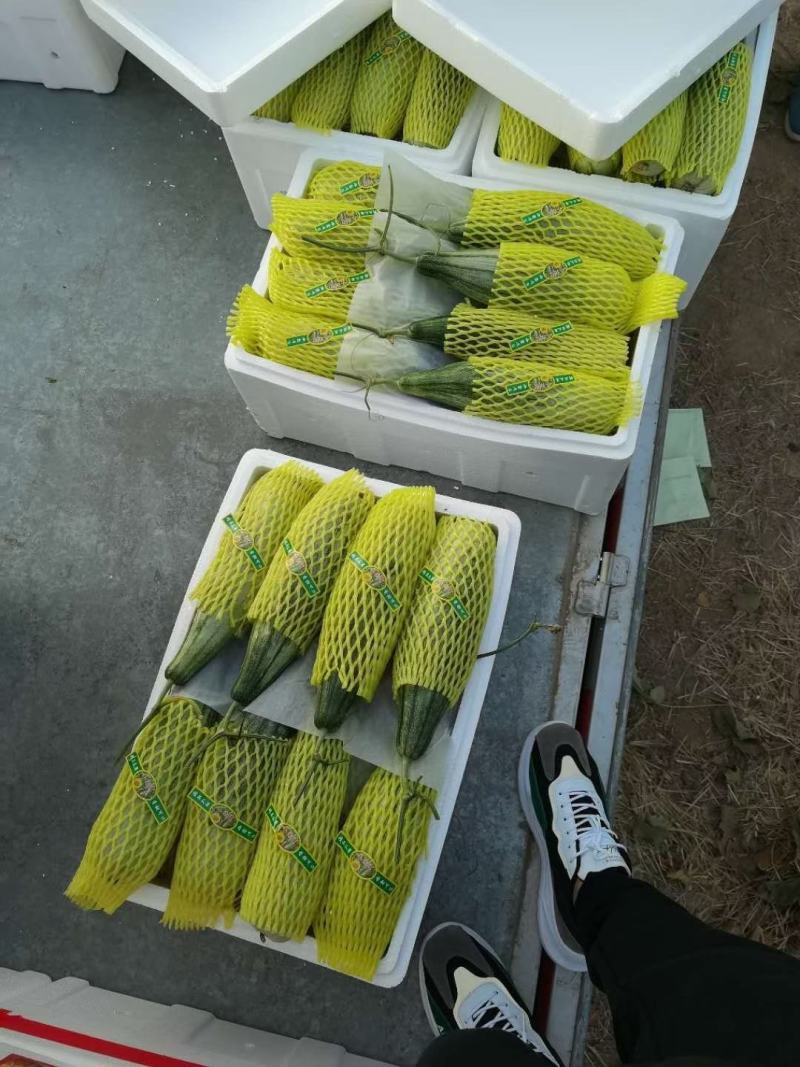 羊角蜜甜瓜寿光羊角蜜蜜瓜百万亩甜瓜，商超对接，档口合作