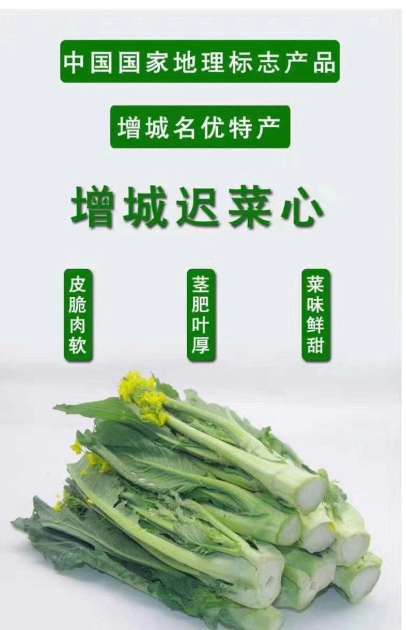 增城迟菜心高脚迟菜心现切现发特选装精选装