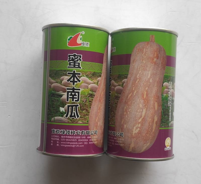 绿领大蜜本南瓜种子中晚熟大果型瓜肉橙红色味粉甜