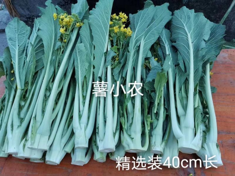 增城迟菜心高脚迟菜心现切现发特选装精选装