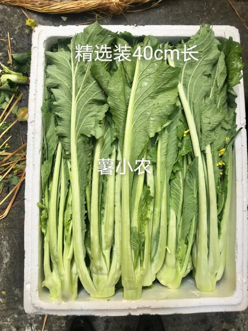 增城迟菜心高脚迟菜心现切现发特选装精选装