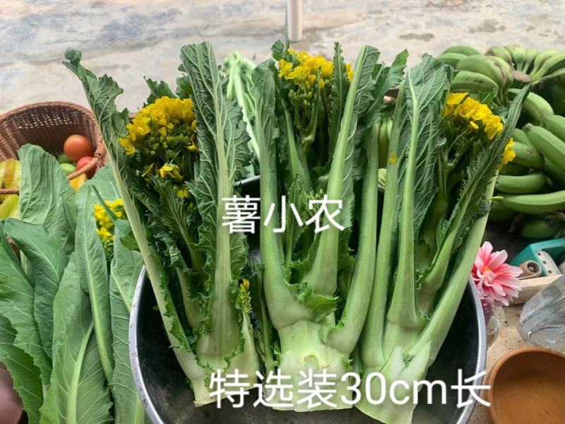 增城迟菜心高脚迟菜心现切现发特选装精选装