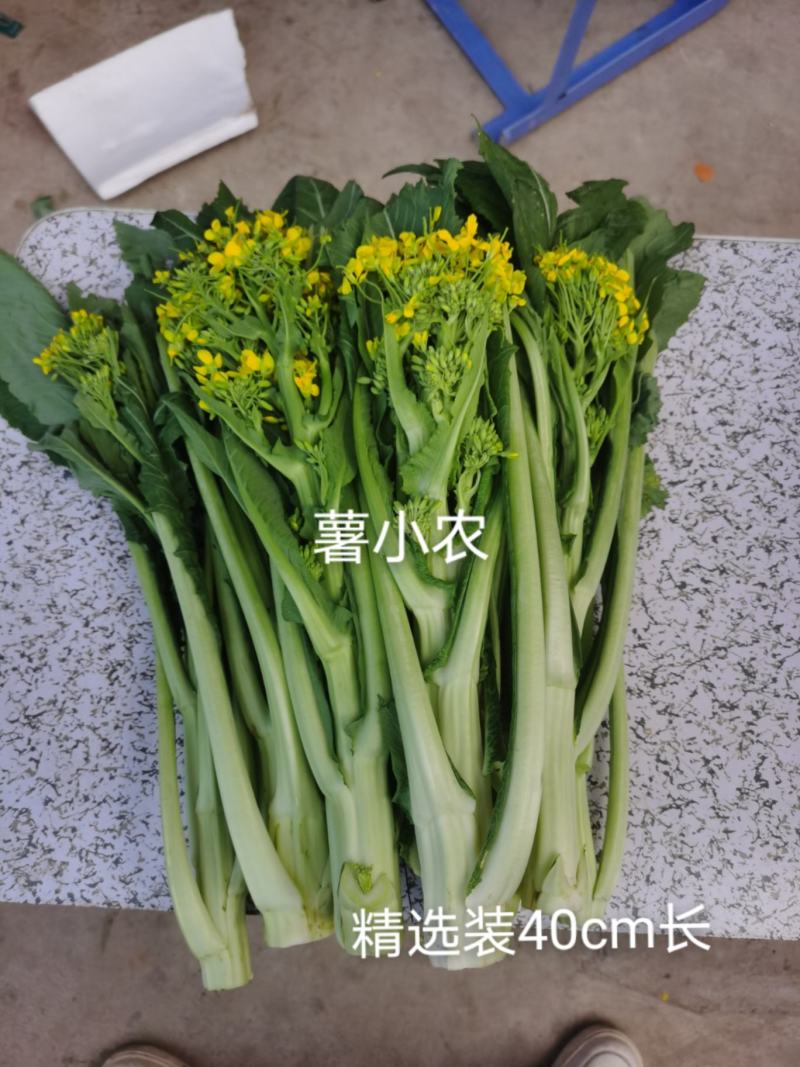 增城迟菜心高脚迟菜心现切现发特选装精选装