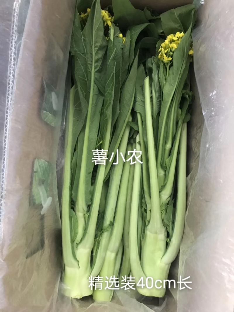 增城迟菜心高脚迟菜心现切现发特选装精选装