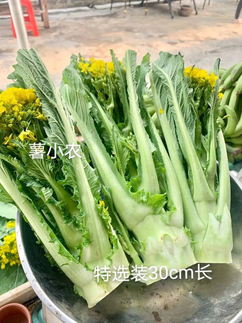 增城迟菜心高脚迟菜心现切现发特选装精选装