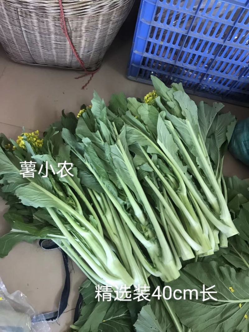 增城迟菜心高脚迟菜心现切现发特选装精选装