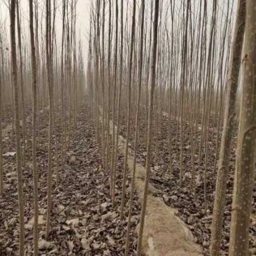 大量供应各种速生杨杨