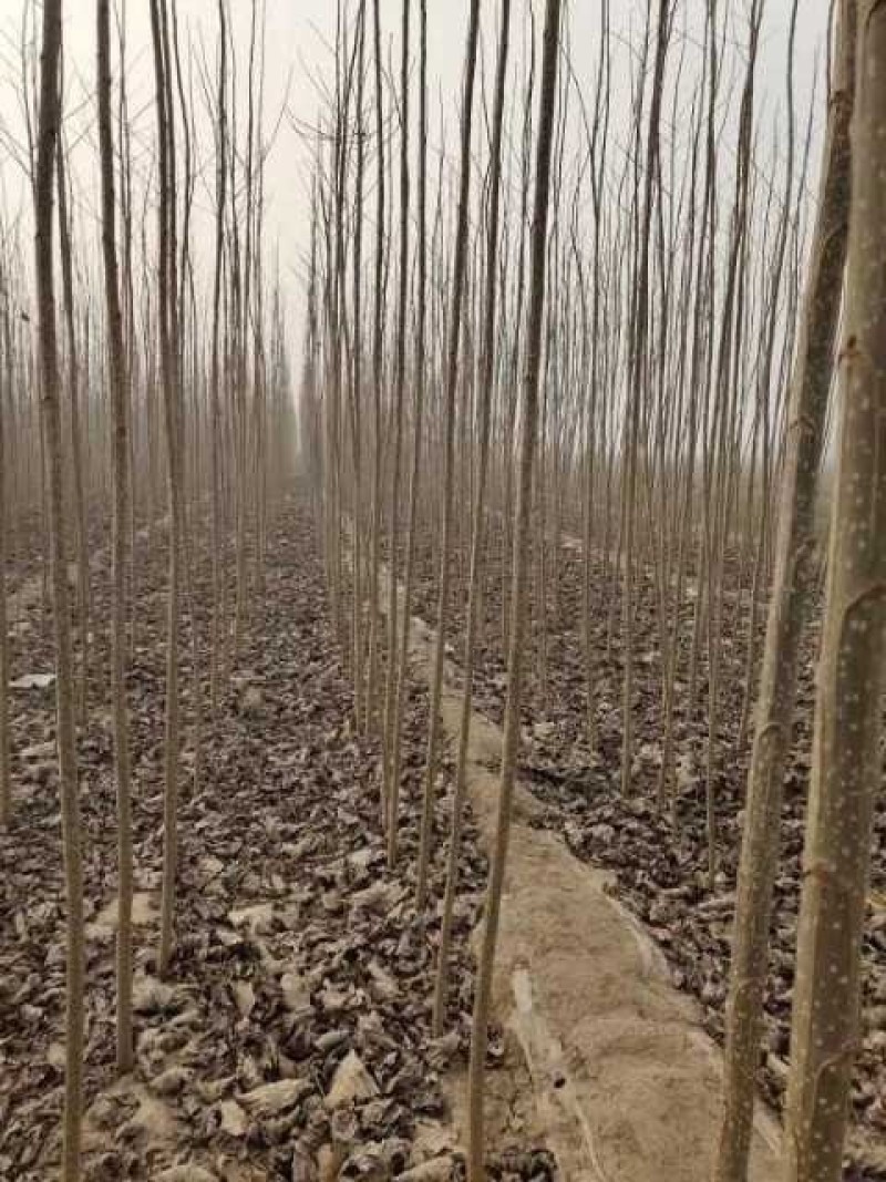大量供应各种速生杨杨