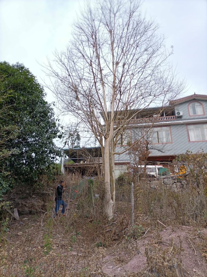 47公分直径嫁接的红紫微树一棵