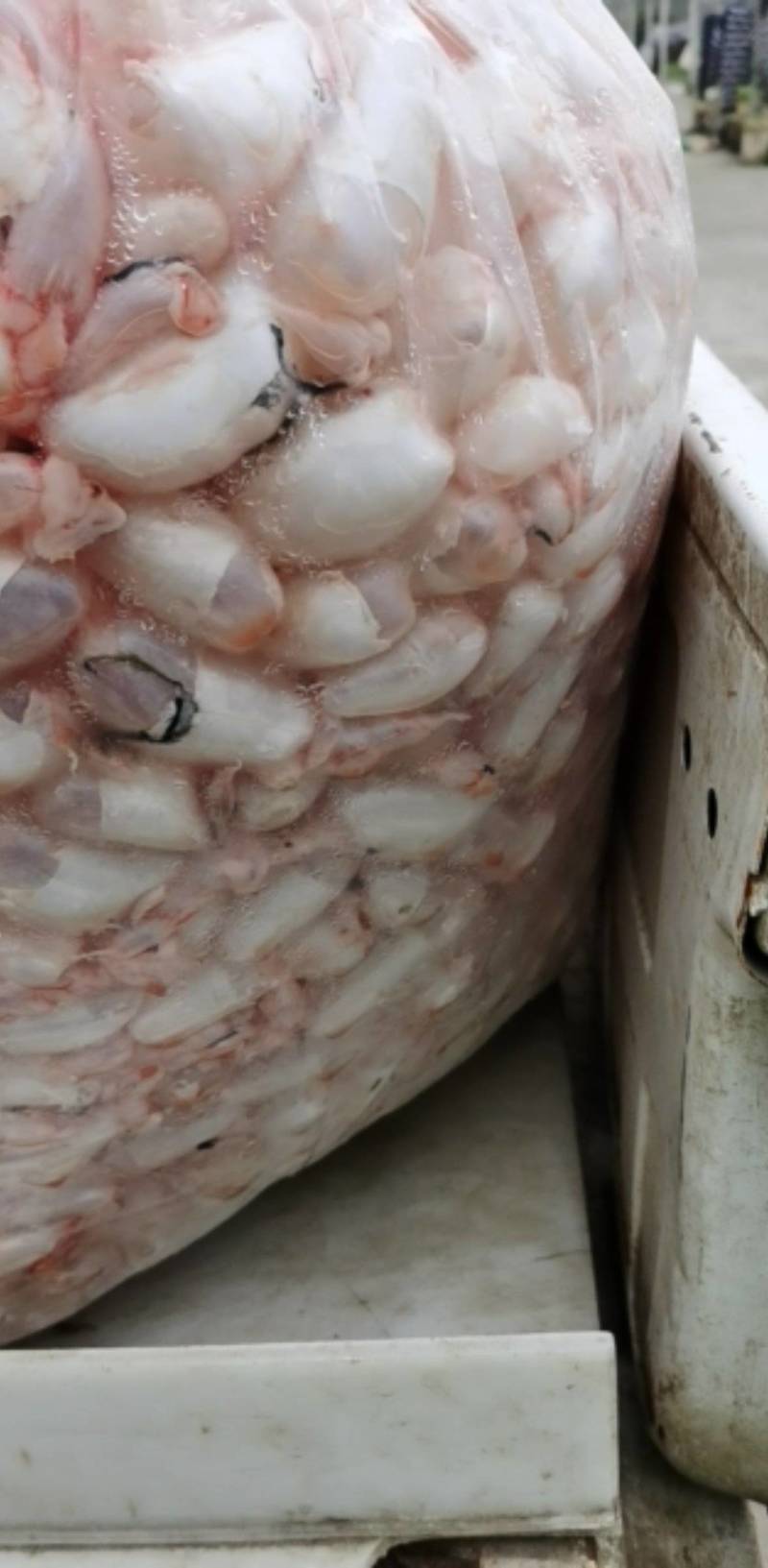 鱼泡，新鲜白鲢宰杀，现杀带血丝冰鲜发货，物流专线
