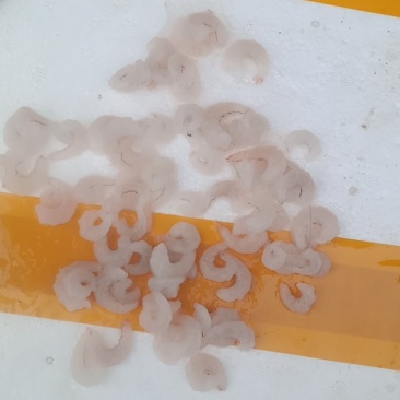 淡水湖，，白条虾仁，，，，，，，，