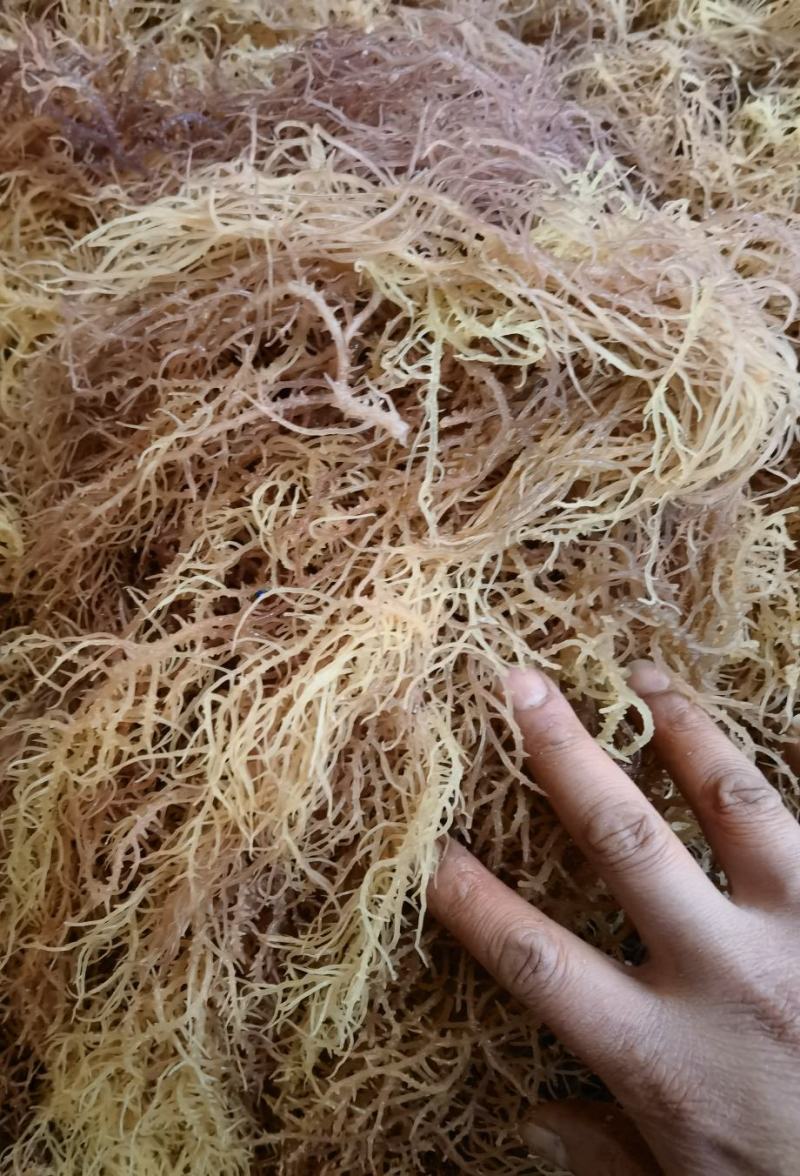 龙须菜（石花菜海石花鹿角菜龙须菜）