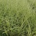 花叶芒观赏草基地直供大量有货欢迎采购