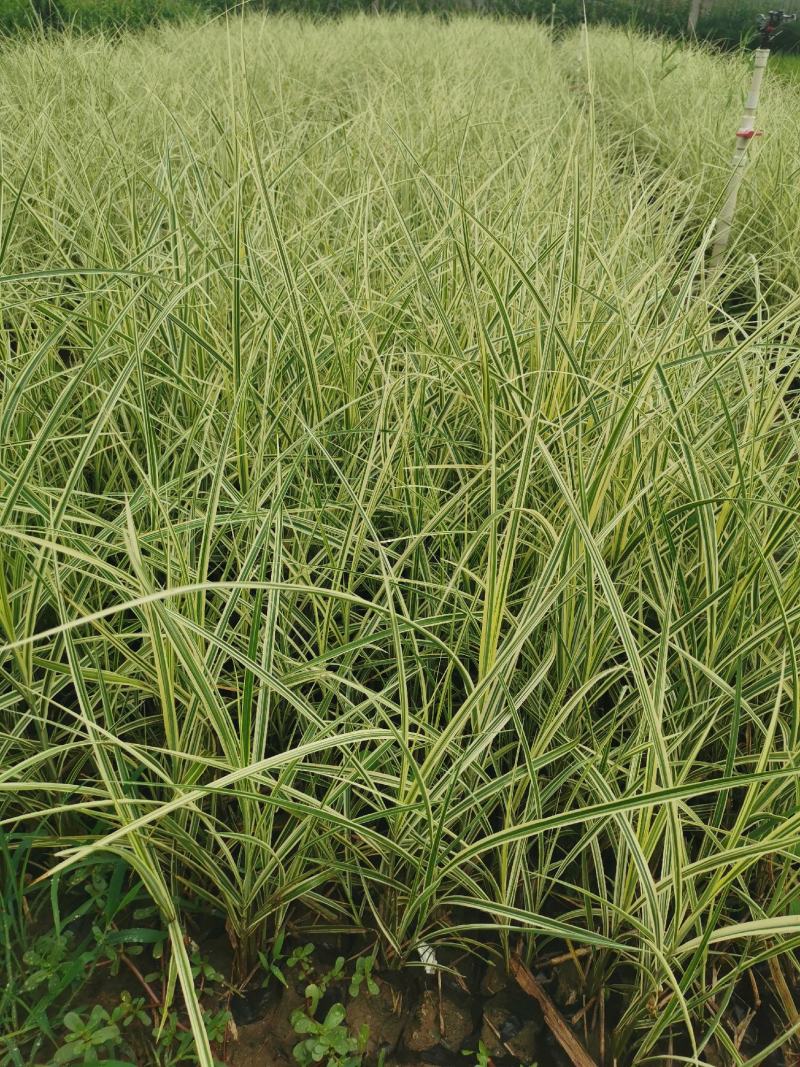 花叶芒观赏草基地直供大量有货欢迎采购