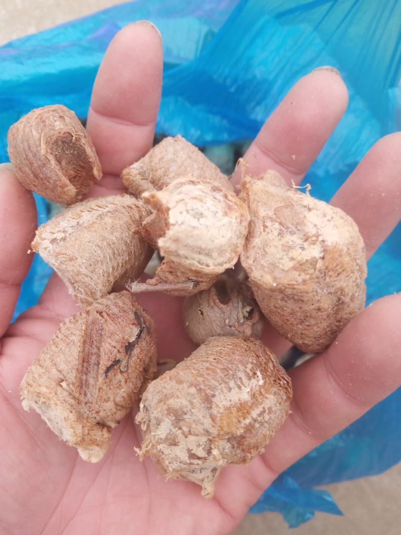 桑螵蛸大棉（螳螂子）当年新货产地直销干净无杂质